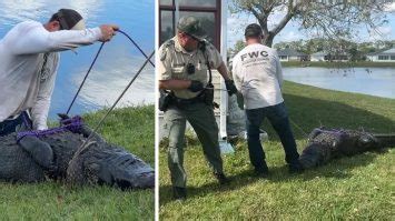 An 85-year-old Florida woman died Monday while trying to save her. . 85 year old woman killed by alligator full video